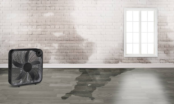 Best Flood damage cleanup  in Weyauwega, WI